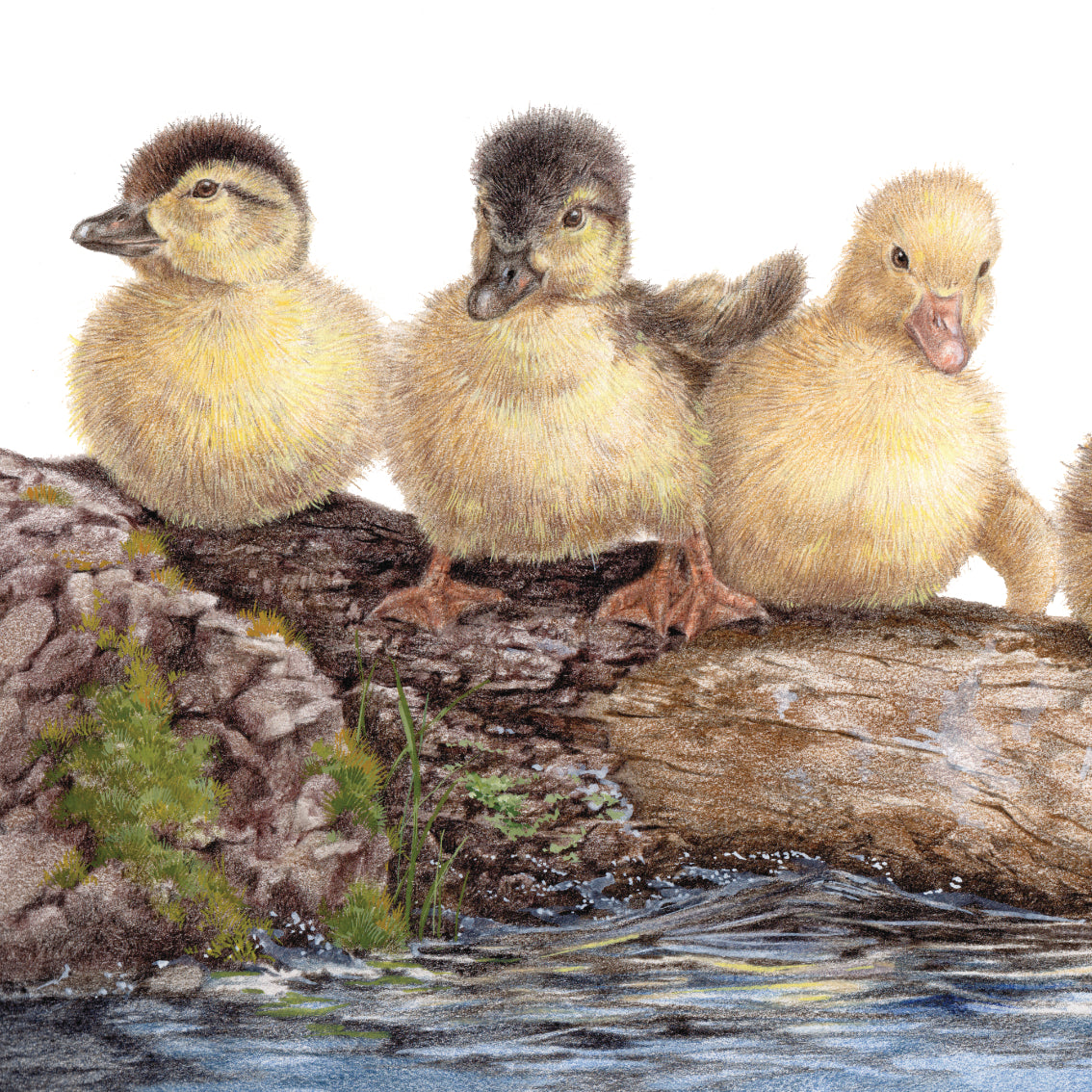 Onderzetter - 38-051 3 Jonge Eendjes