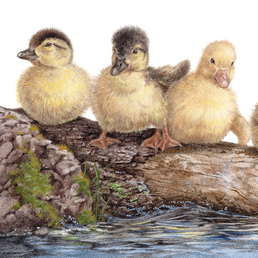 Onderzetter - 38-051 3 Jonge Eendjes