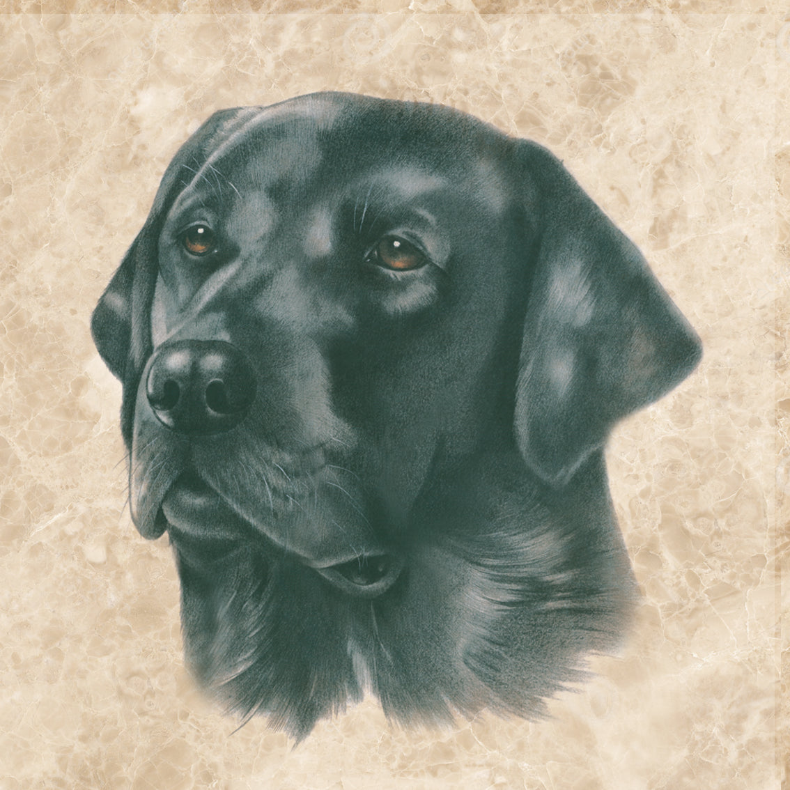 Onderzetter - 38-055 Zwarte Labrador