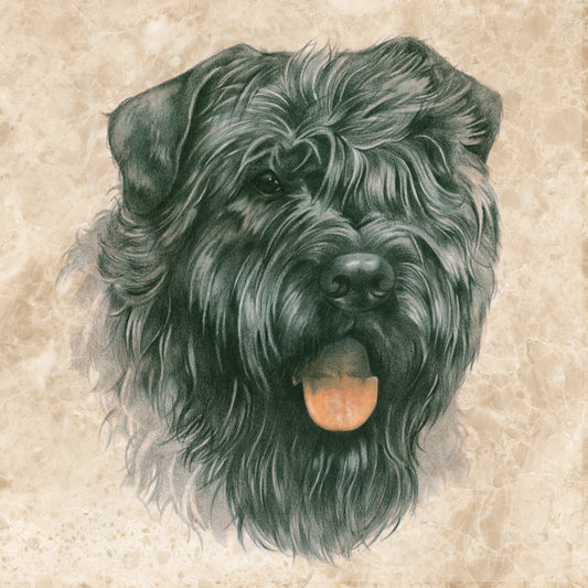 Onderzetter - 38-060 Bouvier