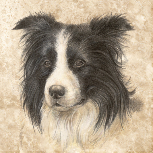 Onderzetter - 38-062 Border Collie