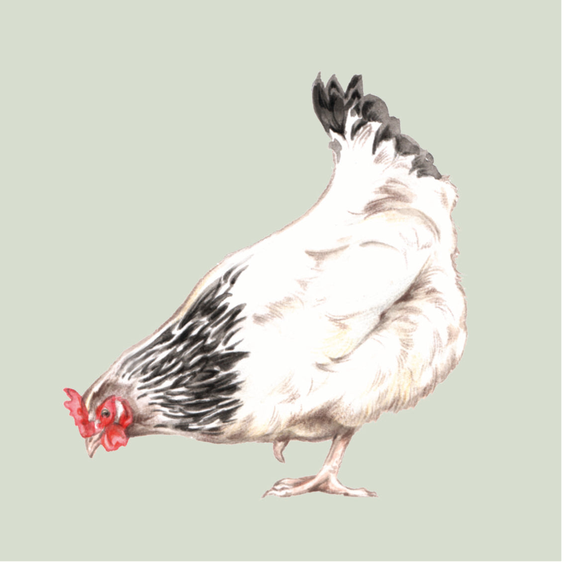 Onderzetter - 38-070 Kip Design 4