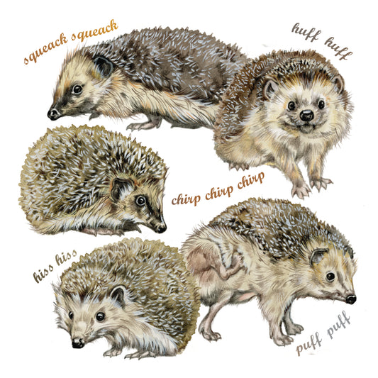 Onderzetter - 38-080 Egel collage