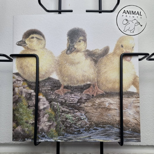 Square card - The three musketeers in concert