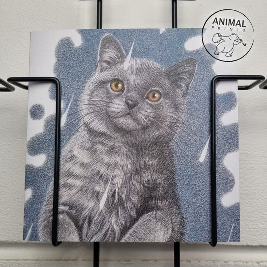 Square card - It's Raining Cat's - British Shorthair