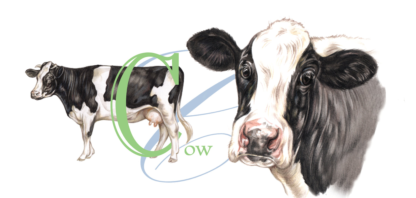 Mok Cow - Koe - New collection