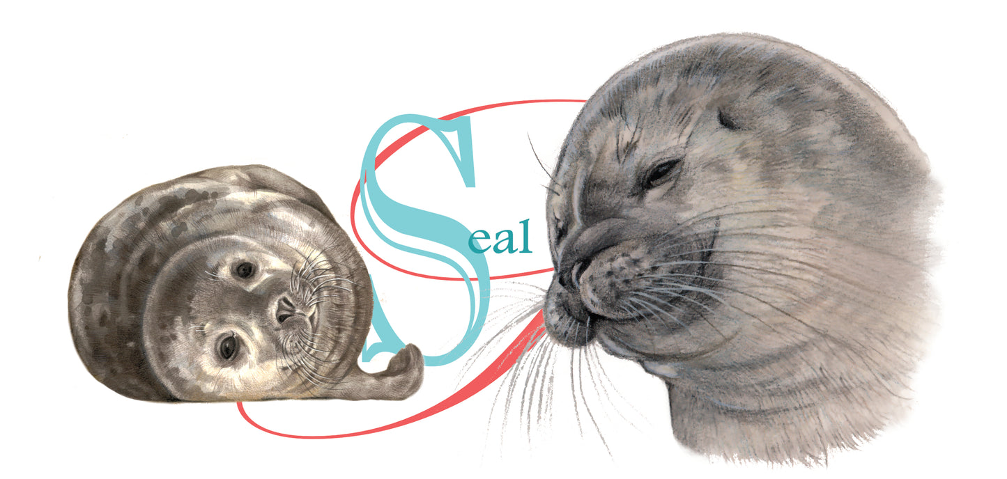 Mok Zeehond - Seal - New collection