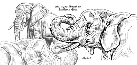 Mokkenserie Wildlife - Olifant