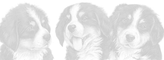 Schmale Karten – Berner Sennenhund – pro 5 Stück