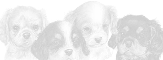 Schmale Karten - Cavalier King Charles Spaniels - pro 5 Stück
