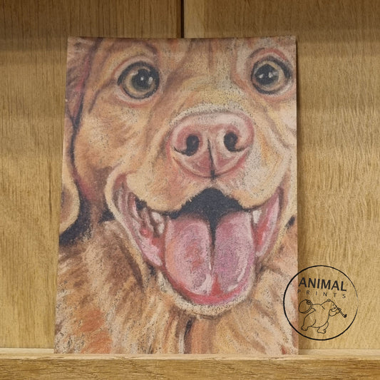 Kraftkaart A6 formaat (ansichtkaart) - kaart nummer 20 - Nova Scotia Duck Tolling Retriever (per 5 stuks)