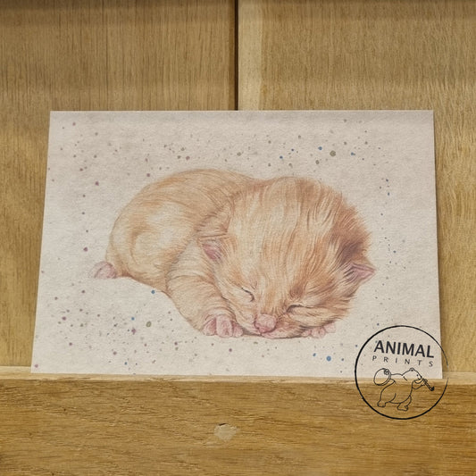 Kraftkaart A6 formaat (ansichtkaart) - kaart nummer 8 - Kitten rood (per 5 stuks)