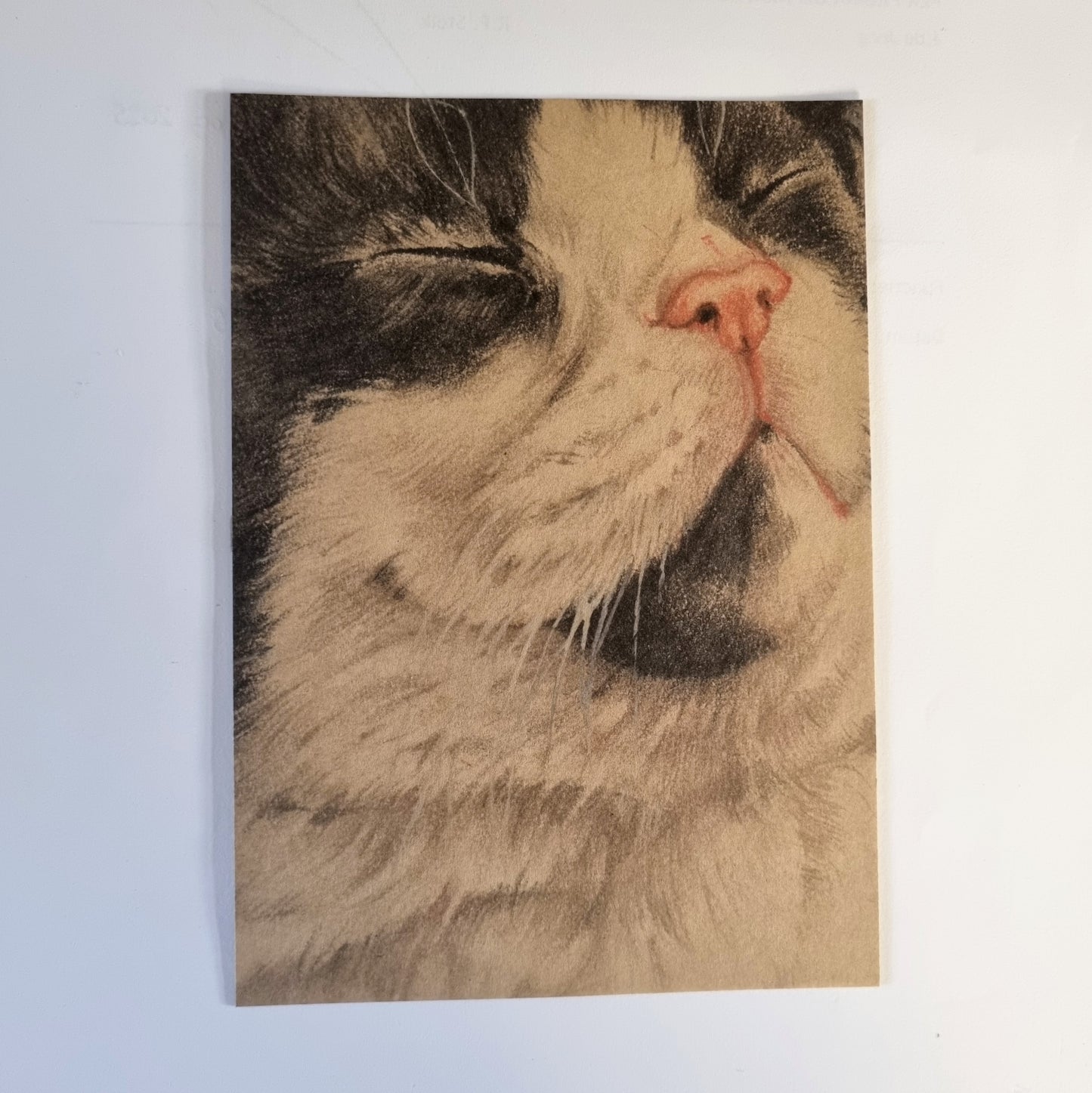 Kraftkaart A6 formaat (ansichtkaart) - kaart nummer 23 - Zwart Wit Kitten (per 5 stuks)