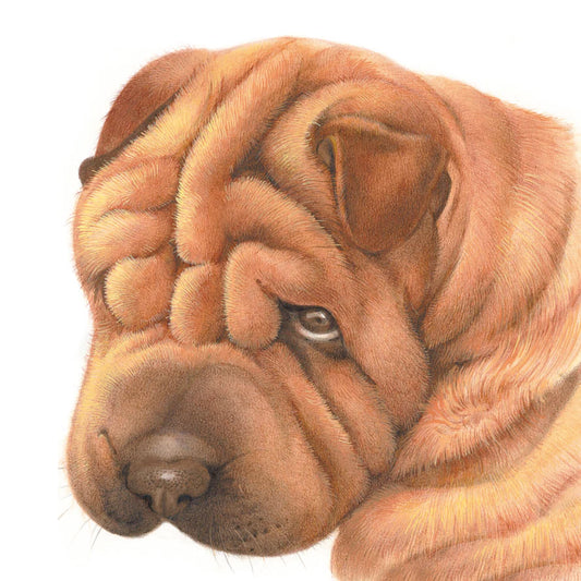 Quadratische Karte - Tut mir leid, Sharpei tut es leid