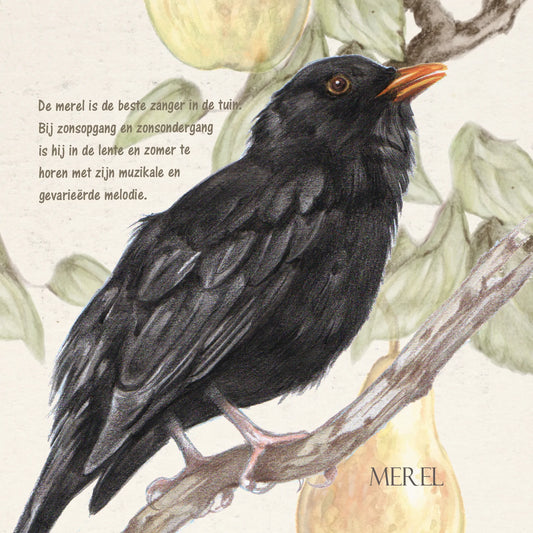 Quadratische Karte - Amsel