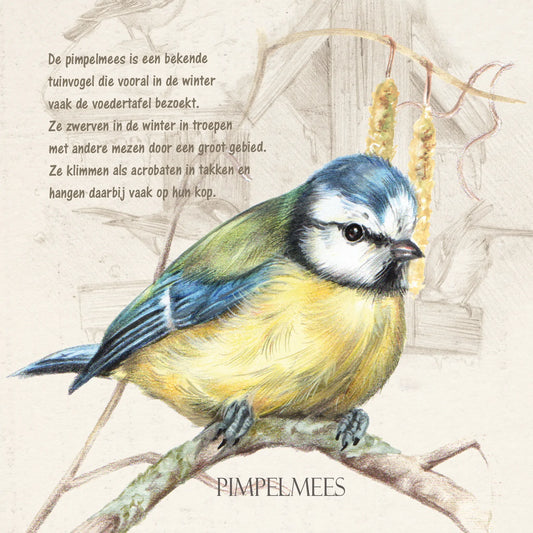 Quadratische Karte - Blaumeise