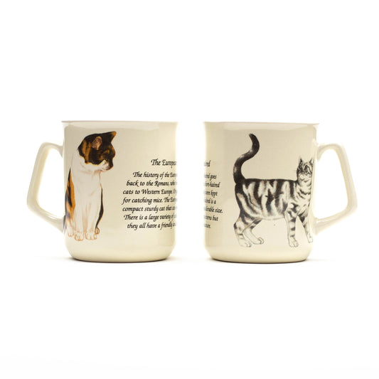 Tasse Europäisch Kurzhaarkatze