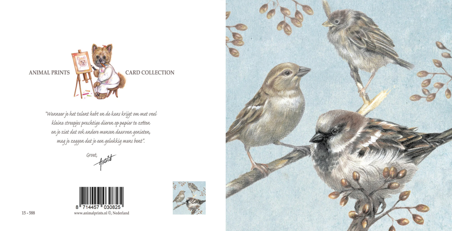 Square card - House sparrows collage