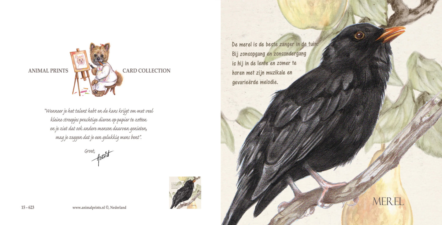 Square card - Blackbird