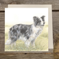 Vierkante kaart - Een schitterende Border Collie, blue Merle