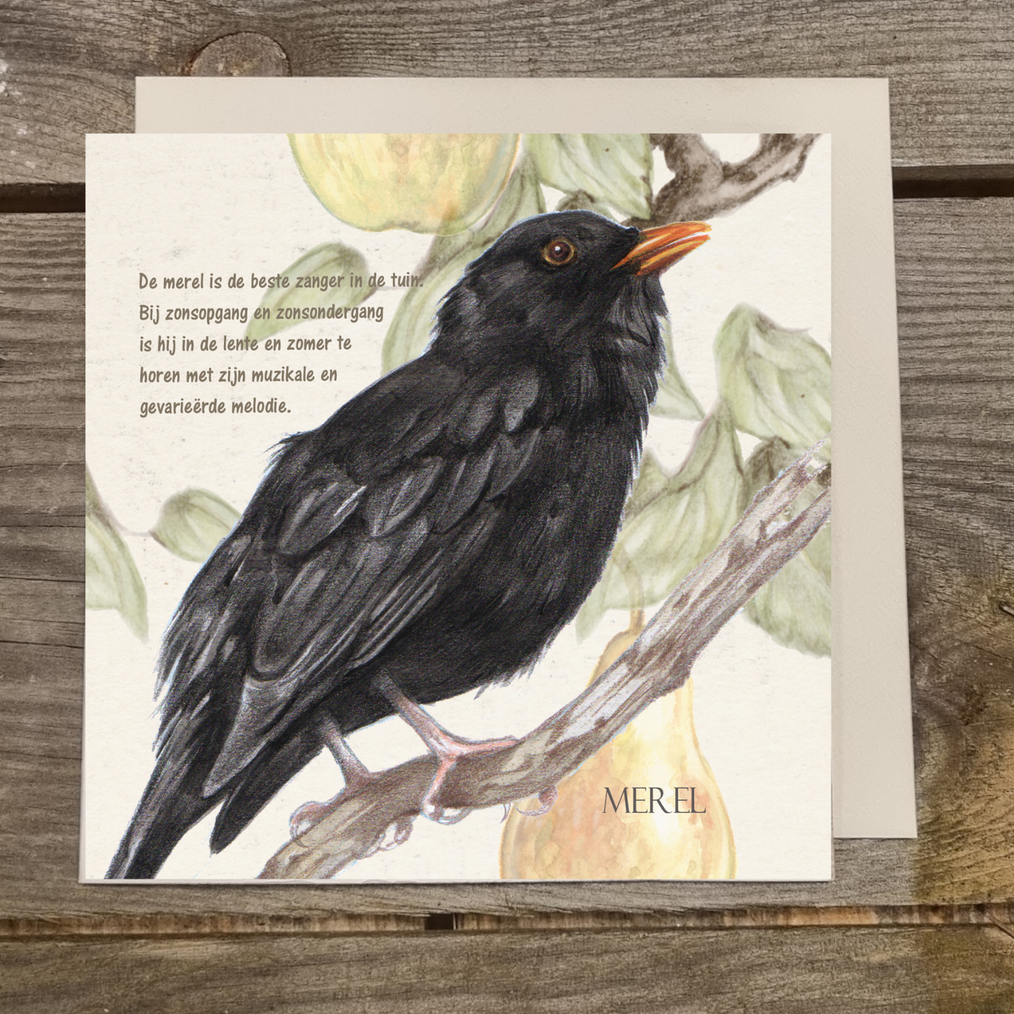 Vierkante kaart - Merel