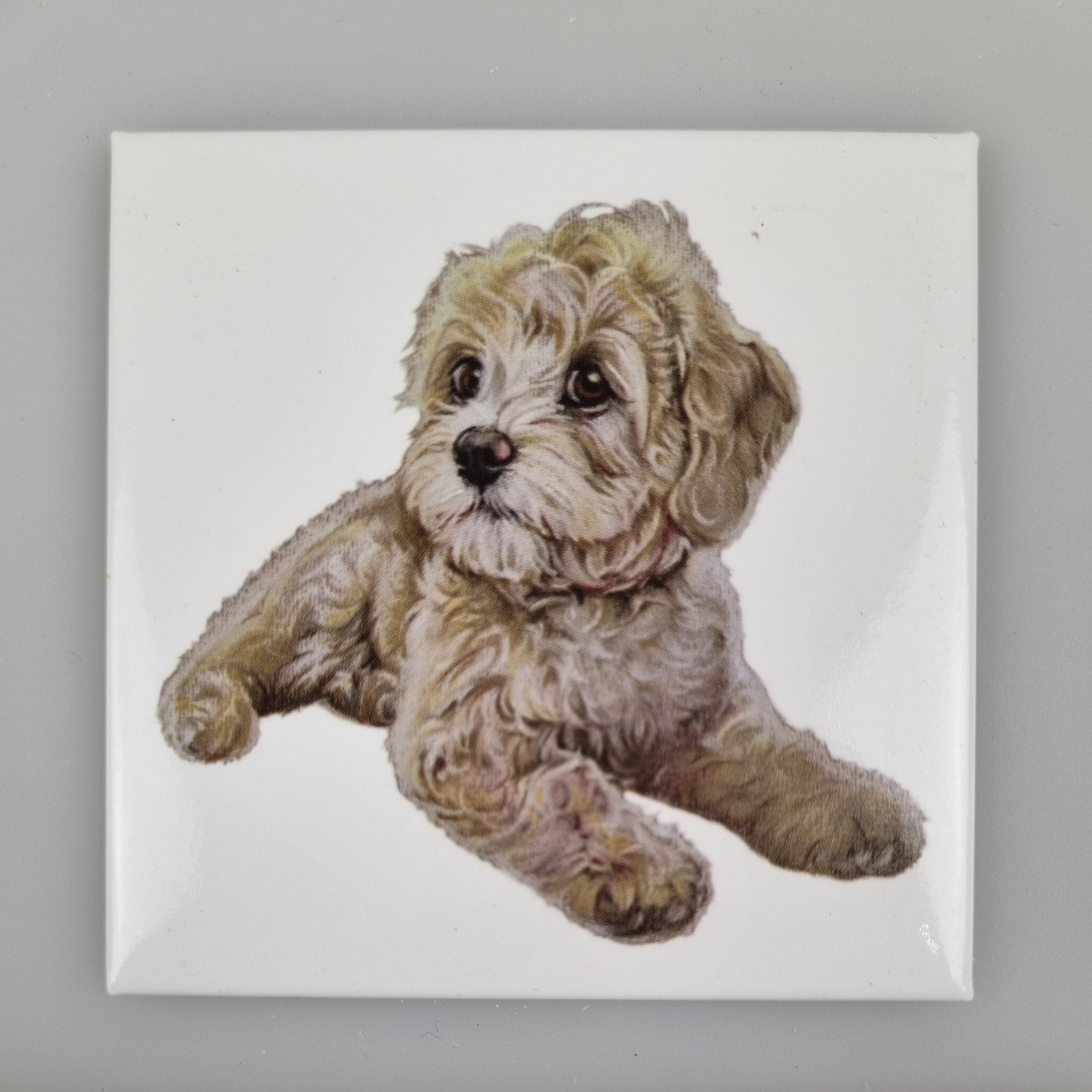 Koelkastmagneet - Labradoodle 2/Boomer2