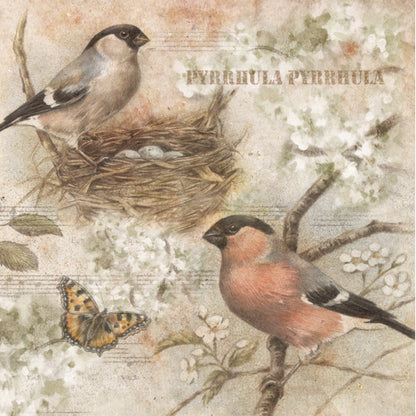 Set van 4 onderzetters - Vogelserie