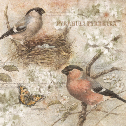 Set of 4 coasters - Bird series