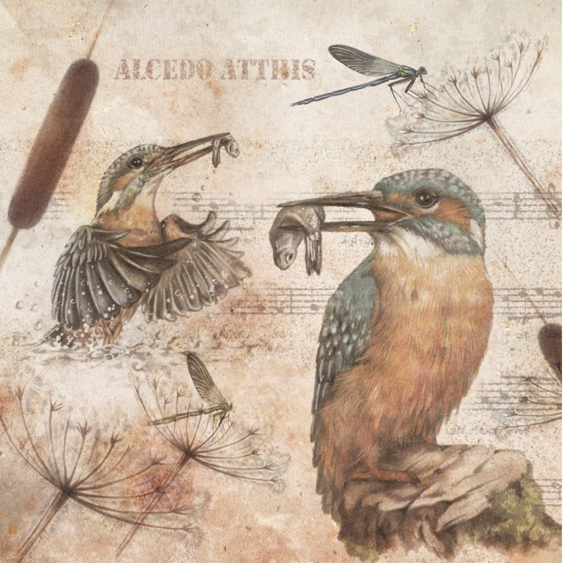 Set van 4 onderzetters - Vogelserie