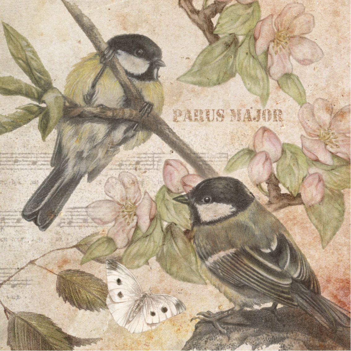 Set van 4 onderzetters - Vogelserie