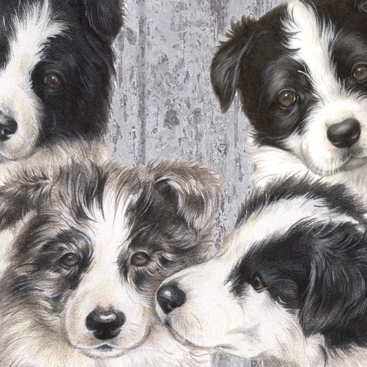 Onderzetter - 38-046 Border Collie pups