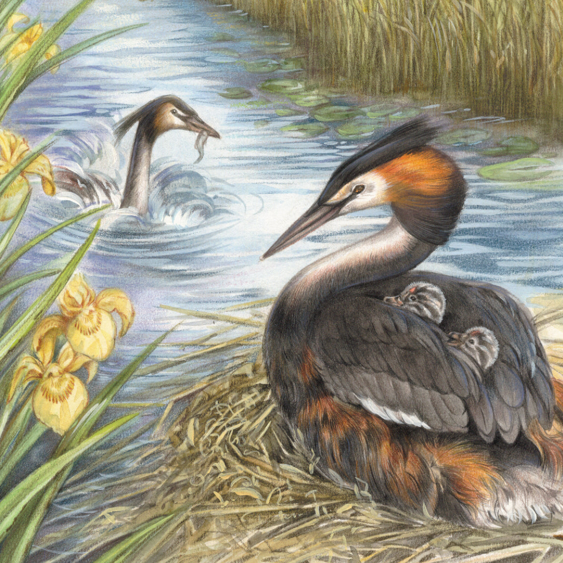 Onderzetter - 38-050 Eend met jonge kuikens - Fuut