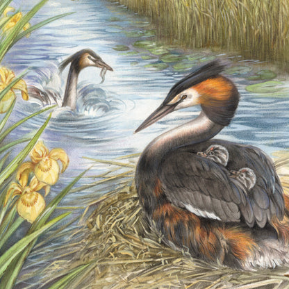 Onderzetter - 38-050 Eend met jonge kuikens - Fuut