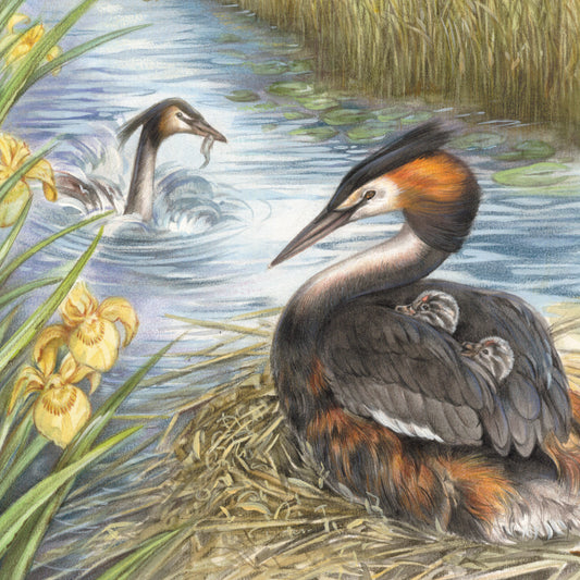 Onderzetter - 38-050 Eend met jonge kuikens - Fuut