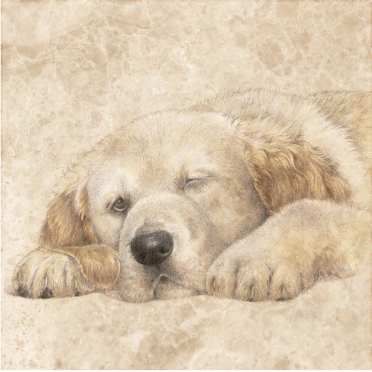 Onderzetter - 38-053 Slapende Golden Retriever pup