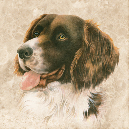 Onderzetter - 38-059 Drentsche Patrijshond