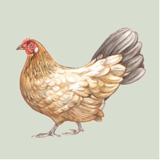 Onderzetter - 38-068 Kip Design 2