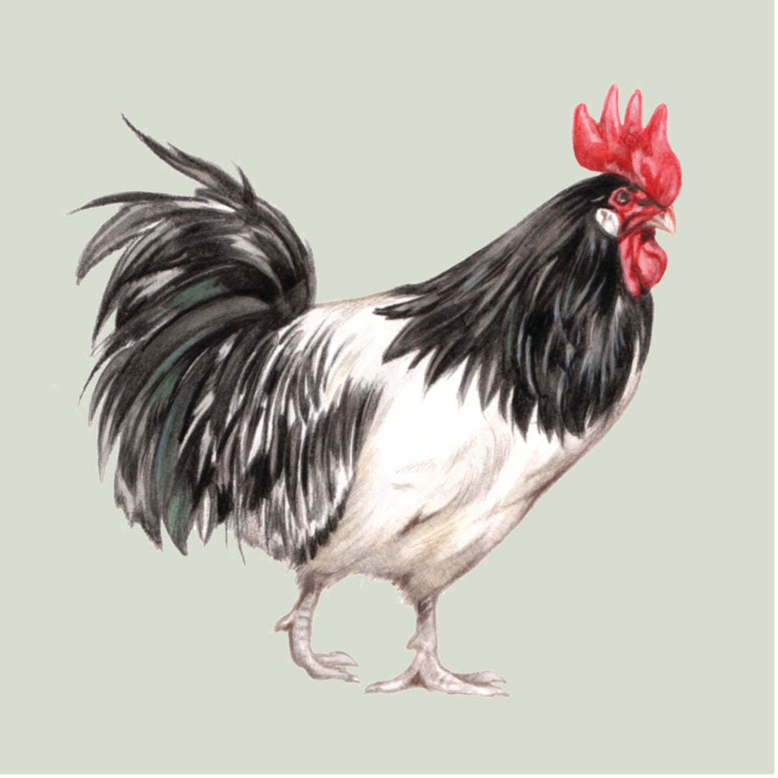 Untersetzer 38-032 - Gartenvögel 4