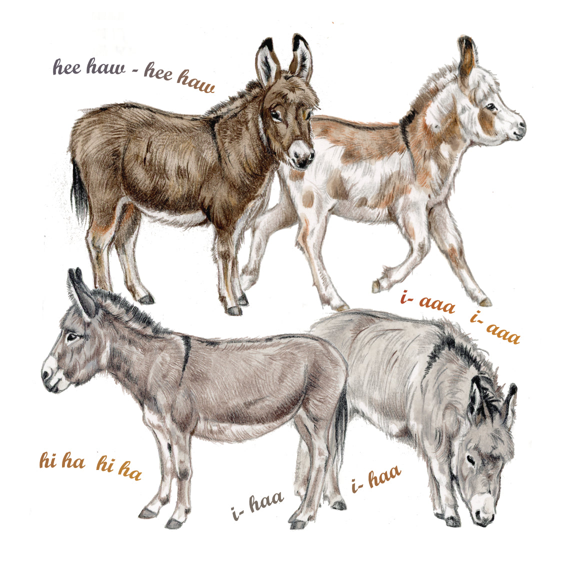 Onderzetter - 38-072 Ezel collage