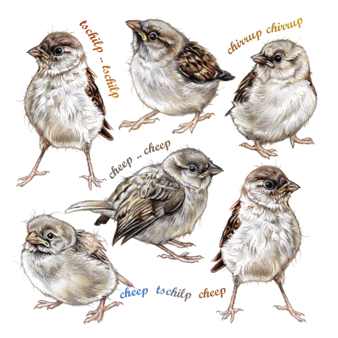 Onderzetter - 38-089 Huismus - collage