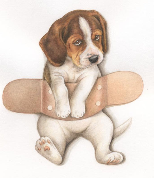 Kaart voor Display - Beagle met pleister - per 10 stuks