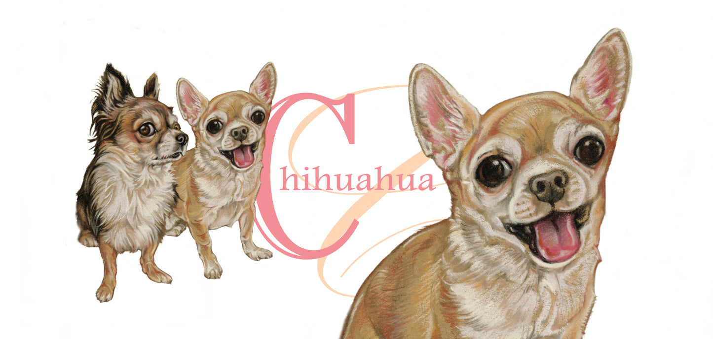 Mok Chihuahua - New collection