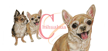 Mok Chihuahua - New collection