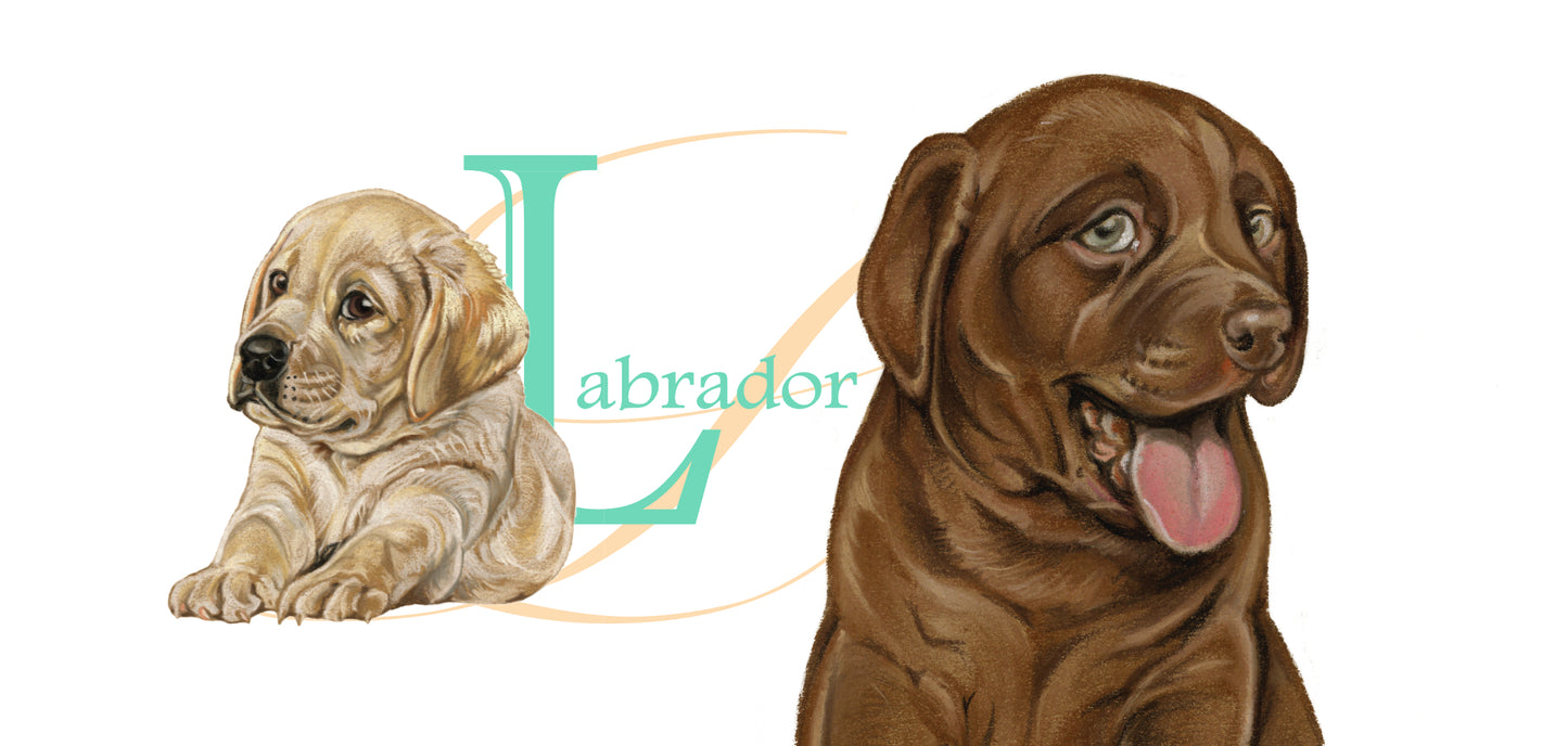 Mok Labrador - New collection