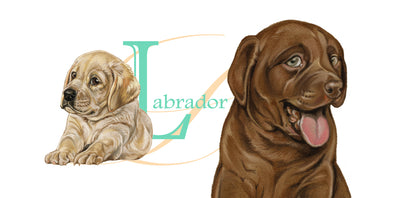 Mok Labrador - New collection