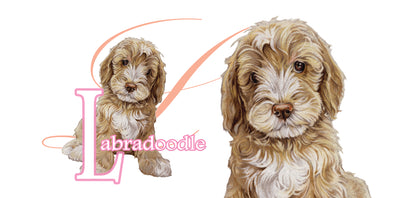 Mok Labradoodle - New collection