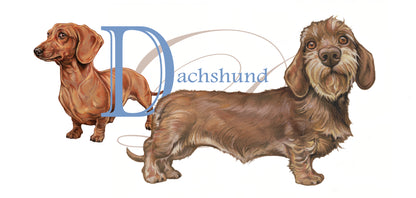 Mok Dachshund - Teckel - New collection