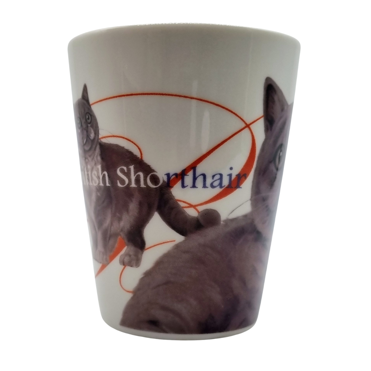 Mok Britse Korthaar - New collection