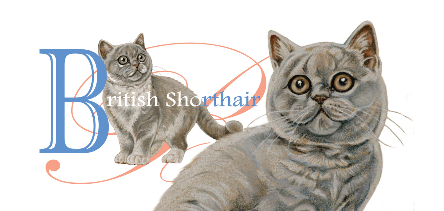 Mok Britse Korthaar - New collection