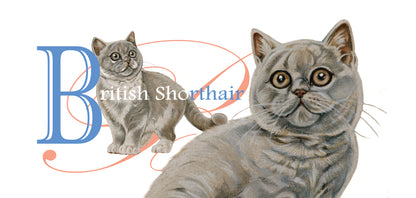 Mok Britse Korthaar - New collection